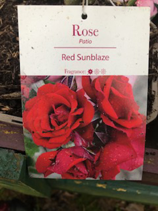 Rose - Red Sunblaze